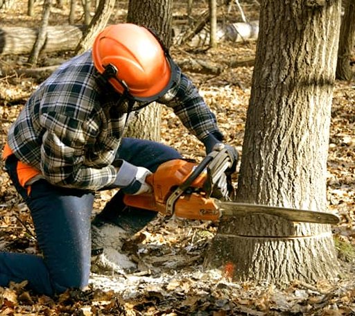 Tree Removal in Milford, CA